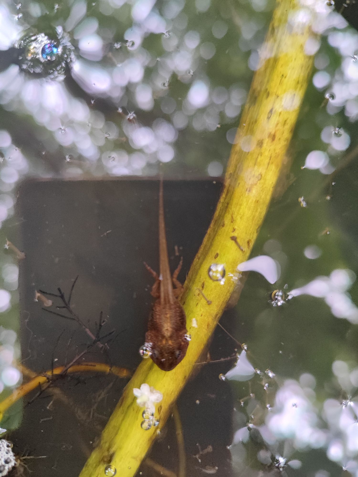 Tadpole news!!
