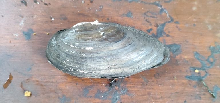Mussel Memory